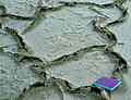 Recent "teepee" structures in a Tunisian salt lagoon, "chott".