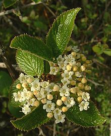 Bouquet de petites fleurs blanches avec des feuilles d'un vert vernissé.