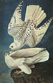 Image 19White gyrfalcons drawn by John James Audubon (from Conservation biology)