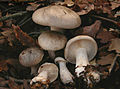 Nebelgrauer Trichterling (Clitocybe nebularis)