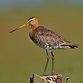 La aguja colinegra (Limosa limosa) es una especie de ave caradriforme de la familia Scolopacidae. Se encuentra en Europa, Asia y África. Cría en humedales e inverna en marismas y aguas superficiales. Por Andreas Trepte.