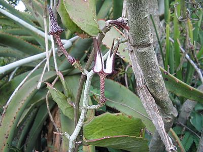 Ceropegia stapeliiformis