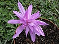 Colchicum 'Waterlily'