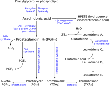 Eicosanoid synthesis.svg