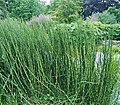 Equisetum giganteum