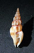 Metaphos dejanira