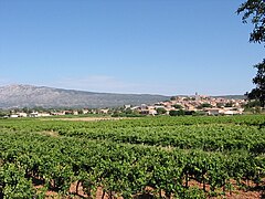 Le vignoble des Côtes de Provence à Pourrières.