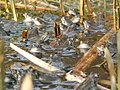 Mannetjes wachten op vrouwtjes in het water.