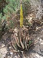 Aloe vera y su inflorescencia.