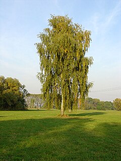 Arukask (Petula pendula)