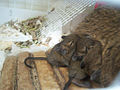 Baby common degus nursing