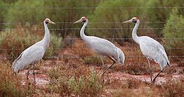 Australinė gervė (Grus rubicunda)