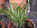 Bromeliad20