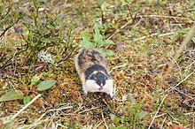 Une sorte de hamster tricolore approchant de face et montrant les dents