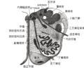 Section of the medulla oblongata at about the middle of the olive.