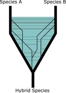 Lineage fusion between two species to form a hybrid lineage.