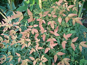 Nandina domestica