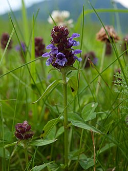 Ahoniittyhumala (Prunella vulgaris)