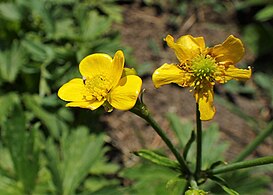 Ranunculus caucasicus