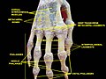 Right hand. Deep dissection. Posterior (dorsal) view.