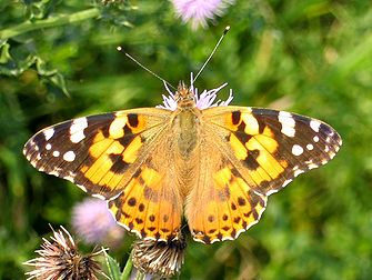 Un papillon ou lépidoptère adulte orangé, ici une vanesse du chardon (Vanessa cardui). (définition réelle 2 832 × 2 128*)