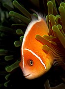 颈环双锯鱼(Amphiprion perideraion)