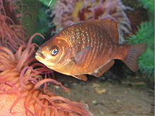 Black-surfperch.jpg