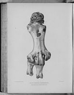 Pachyornis elephantopus ("Heavy-footed Moa") original caption: Leg of Dinornis elephantopus (front view: three-fourths natural size)