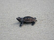 Foto penyu kecil berjalan di atas pasir