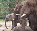 Image 94 Credit: Michael Haslam Howletts Wild Animal Park was set up as a private zoo in 1958 by John Aspinall in Canterbury, Kent. More about Howletts Wild Animal Park... (from Portal:Kent/Selected pictures)