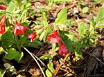 Pulmonaria rubra