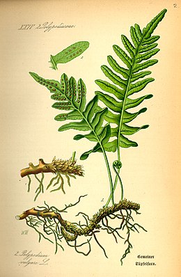 Illustration Polypodium vulgare0.jpg