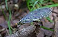 Nothochrysa fulviceps