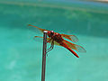 Libellula saturata