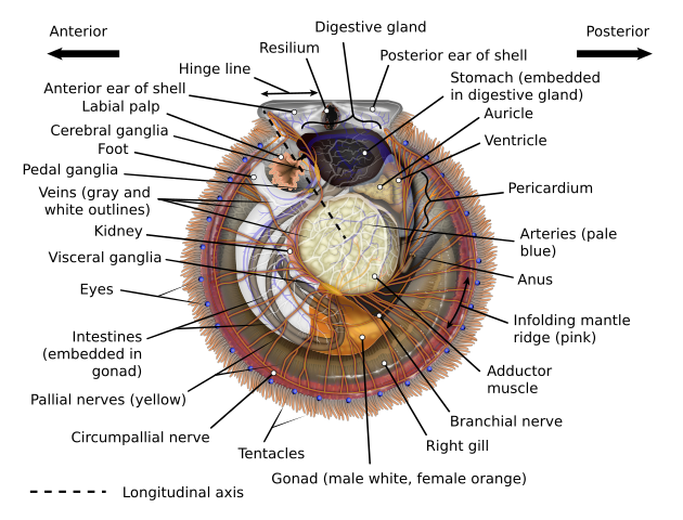 KDS444's superb diagram of the internal anatomy of a scallop.