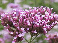 Purpletop Vervain, Verbena bonariensis