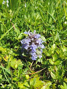 Petite plante violette poussant au-dessus d'herbe verte.