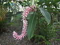 Alpinia purpurata, var. pink, Costa Rica (In der Nähe einer Lodge, Pazifik-Seite)