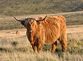 En rød Highland Cattle.