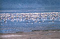 Flamants du lac Nakuru.