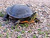 Painted turtle