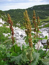 Rumex alpinus indique un hydromorphisme induit sur un sol en altitude.