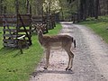 un daim en liberté sur une piste