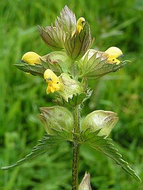 Rhinanthus minor