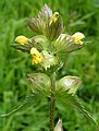 Yellow rattle close-up