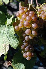 La photographie couleur montre une grappe de raisin bien mûre sur le cep, à demi cachée par une feuille. Les grains sont translucides, partiellement teinté de rosé-doré ; la grappe est prête pour la récolte.