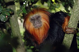 Leontopithecus chrysomelas