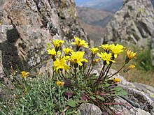 Hypochaeris robertia.jpg