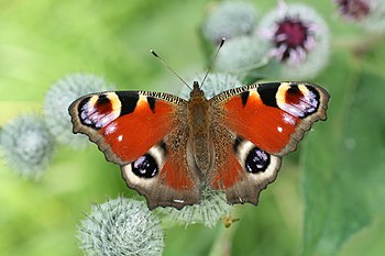 Peacock butterfly