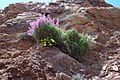 Limonium insigne spolu s hledíčkem Antirrhinum charidemi a hvězdičkou přímořskou ve Španělsku